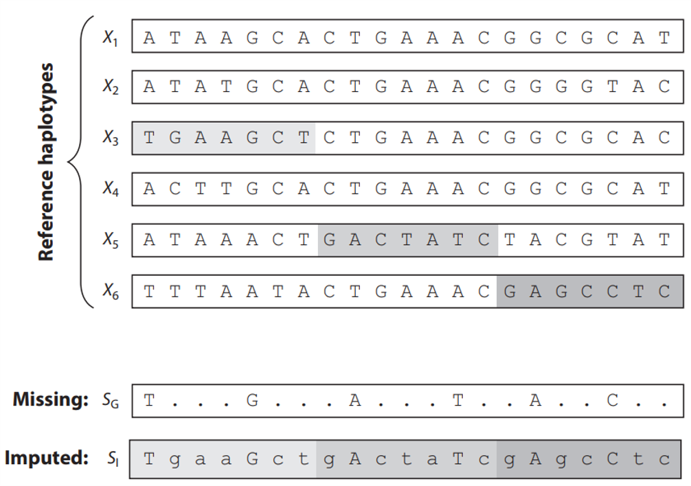 Fun animation about genotype imputation